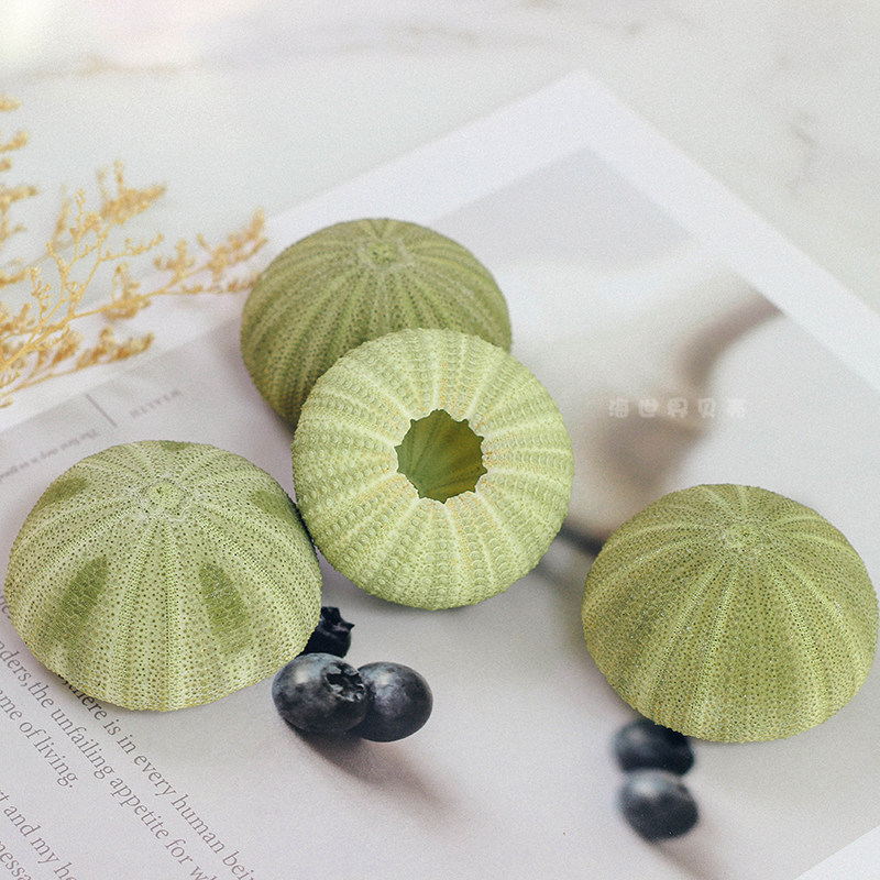 Natural Sea Urchin Green Sea Bile Shell Sea Snail Shells Shop Windows Design Wedding Dins Wind Photo Props Wall Patch Diy Air Phoenix-Taobao