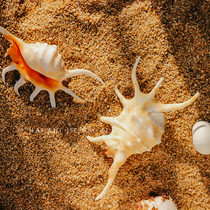 Natural conch shell scorpion snail seven horn snail Spider snail aquarium aquarium decorative platform wall decoration Mediterranean ornaments
