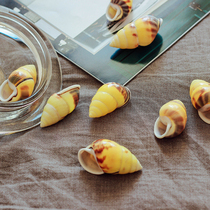 Rare natural left-spinning snail pair of yellow snail shell land shell Buddha tree snail conch shell specimen collection