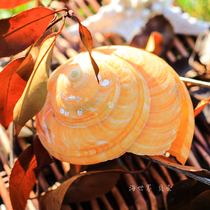 Natural conch shell specimen Temple Town Weng Rong snail fish tank landscape wedding set props Marine style ornaments