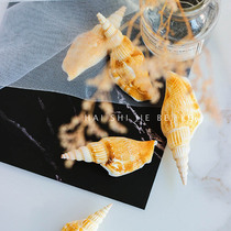 Golden Axe Phoenix Snail Jinfu Axe Snail Natural Conch Shell Fish Tank Landscape Props Home Decoration Floor Wall Sticker