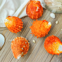 Natural yellow chrysanthemum shell sea chrysanthemum fish tank landscape props Marine Wedding gifts home soft clothes