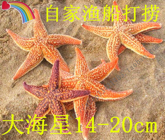 Natural primary color thorn spiny dancing pentagonal starfish shell conch Mediterranean home decoration wall sticker female gift prop