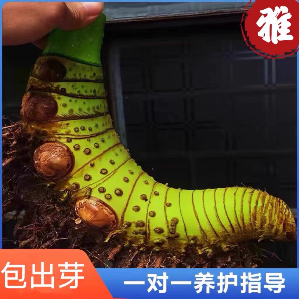 小葉簕竹室內盆栽客廳辦公室桌面綠植禪意盆景成品生老樁四季好養