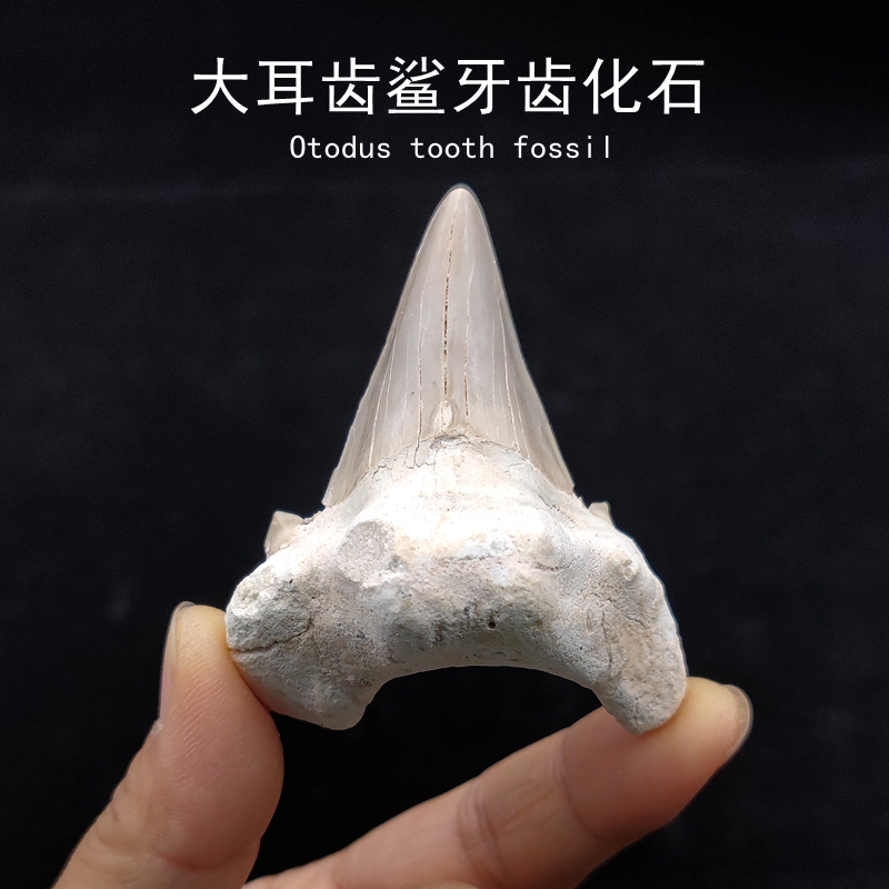 Megalodon Ear Tooth Shark Tooth Real Fossil Raw Stone Mineral Specimen Moroccan Marine Paleontology Ornament Gift