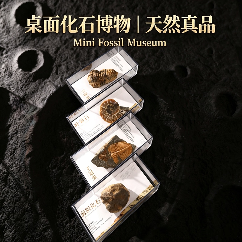 Natural Paleontological Fossil Specimens, Trilobites, Ammonites, Sea Urchins, Raw Stone Ornaments, Gift Boxes, Children's Science Collection Gifts Natural Paleontological Fossil Specimens, Trilobites, Ammonites, Sea Urchins, Raw Stone Ornaments, Gift Boxes, Children's Science Collection Gifts