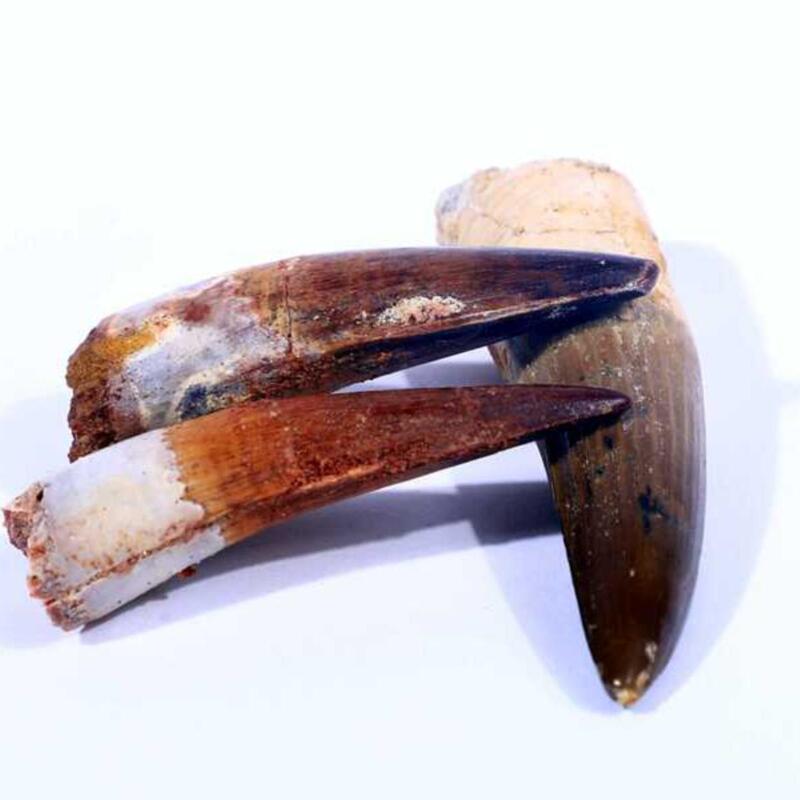 Natural Moroccan Kmkm Ancient Biological Fossil Teeth, Original Stone Geological Science Teaching Specimen, Decorative Item for Collection