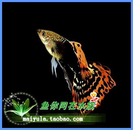 Leopard point peacock fish BAO WEN peacock fish peacock fish tropical fish ornamental fish living pairings upscale