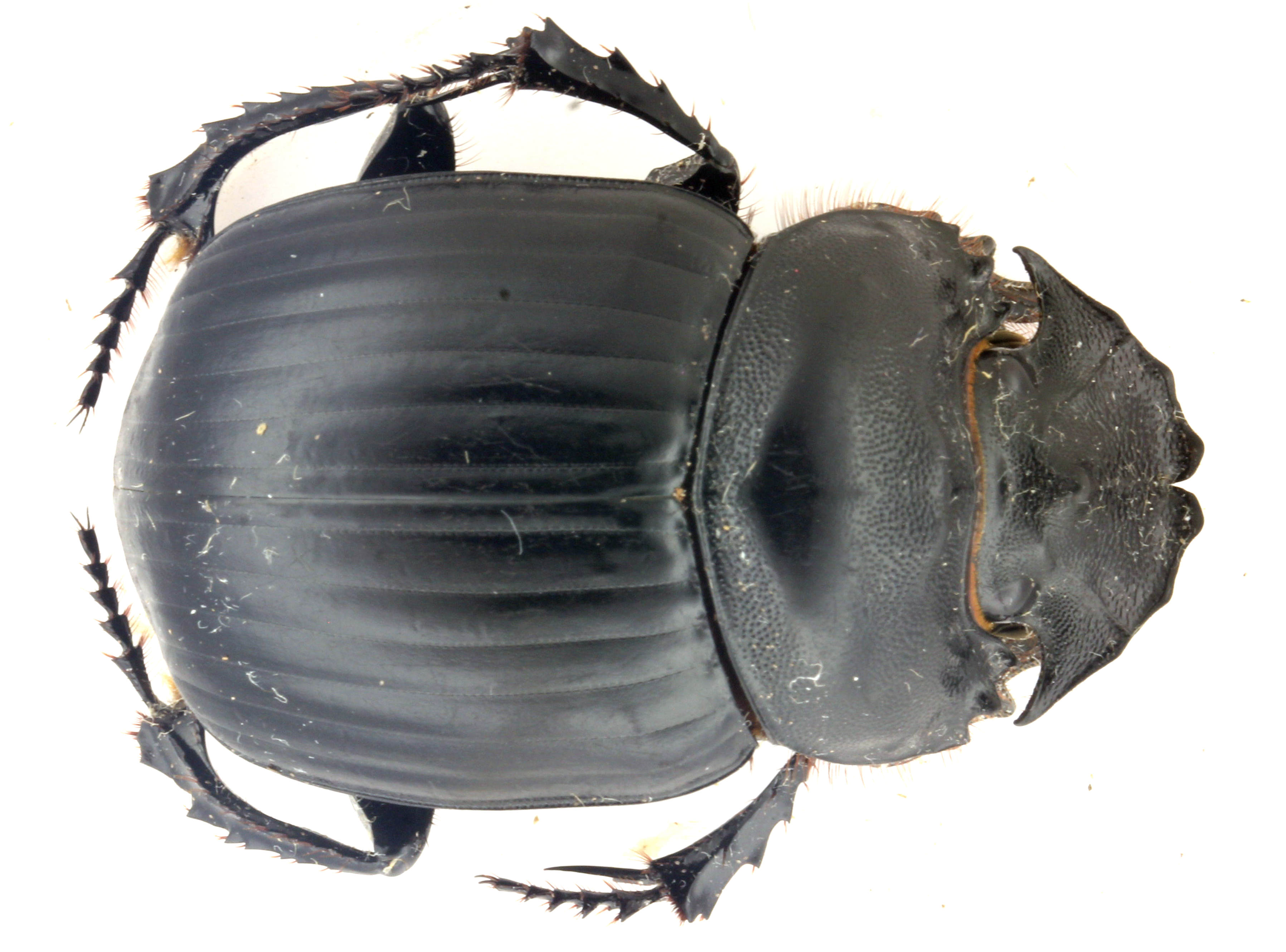 D库70, 大尖嘴蜣螂SP, 昆虫标本害虫科研, 滇北, 32-35mm, A1