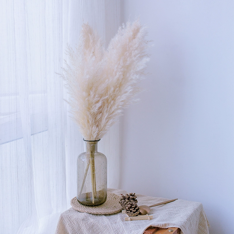 Reed pampas net đỏ sàn hoa khô phong cách Bắc Âu tươi nhà phòng khách trang trí phòng khách đạo cụ chụp - Trang trí nội thất