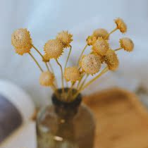 Japanese button chrysanthemum imported real flower star flower table decoration home furnishings shooting props DIY flower material