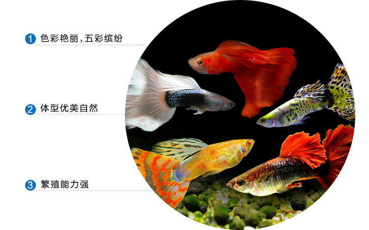 一眉道人黑影道人群游观赏鱼热带鱼草缸之王好养易活包损包邮 虎窝淘