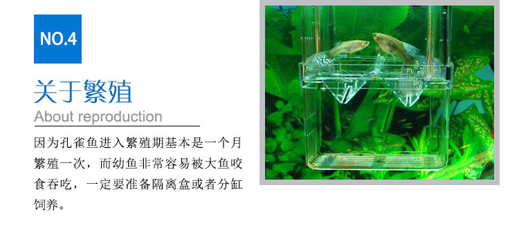 一眉道人黑影道人群游观赏鱼热带鱼草缸之王好养易活包损包邮 虎窝淘