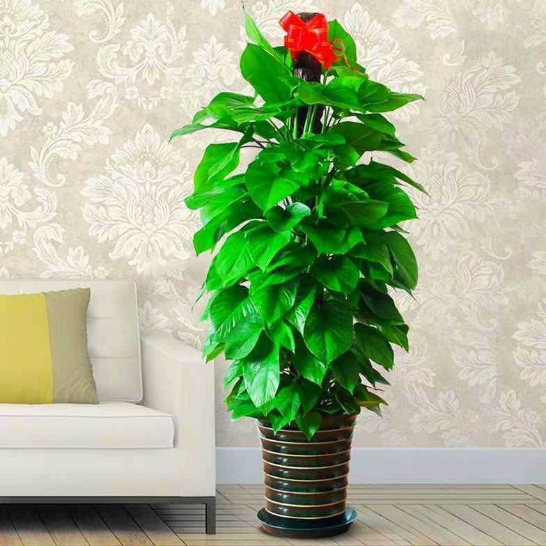 漳州市慧巧花卉基地