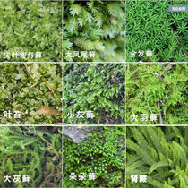 Micro-landscape bryophyte fresh Moss white-haired moss water and land tank landscaping Fern ecological bottle diy material