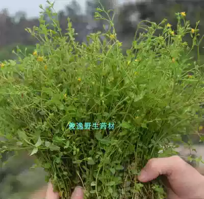 Wild Chinese herbal medicine Field-based yellow ear grass Turtledove nest falling water grass Seven-inch Golden bird tongue grass Dry whole grass