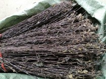  Wild Chinese herbal medicine Black grass black horse grass ghost feather arrow feather arrow grass black bone grass grass wild in the mountains
