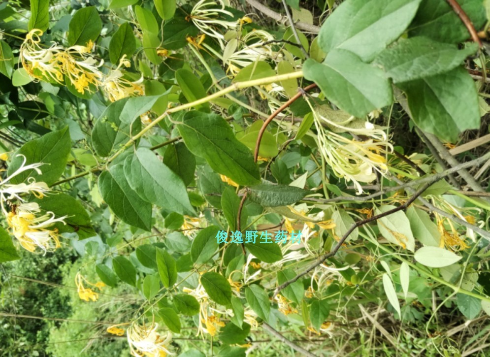 Chinese herbal medicine new gold and silver flower sulfur - free heat cleaning and natural drying 500 grams