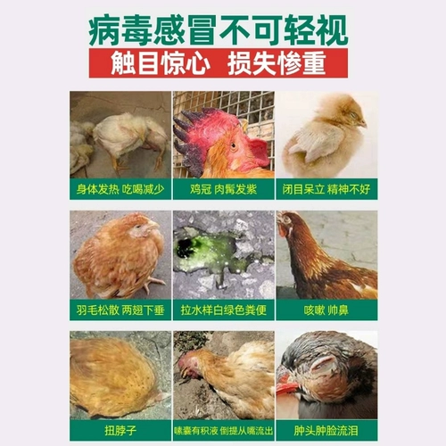 Чума прозрачная курица питательная курица вакцина Специальная утиная гусь защитная птица Список птицы Kedo Star популярность холодного зверя