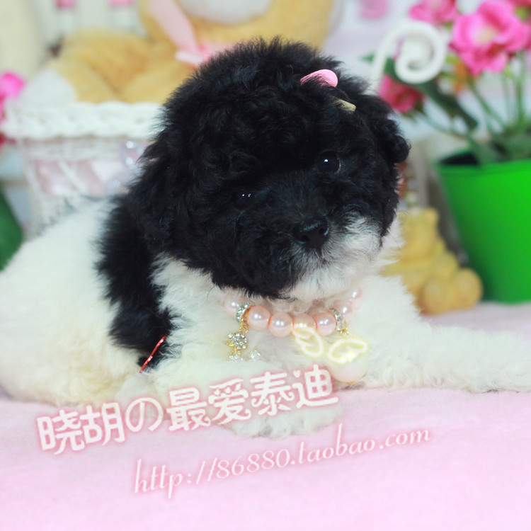 小胡 灰白花色泰迪犬花泰迪小狗灰色貴賓犬寵物活體純種狗狗