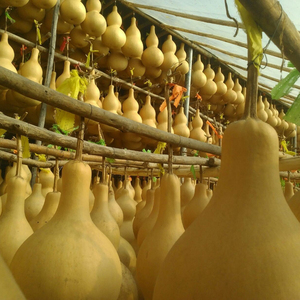 Decoration with Faucet Crafts Natural Bottle Gourd