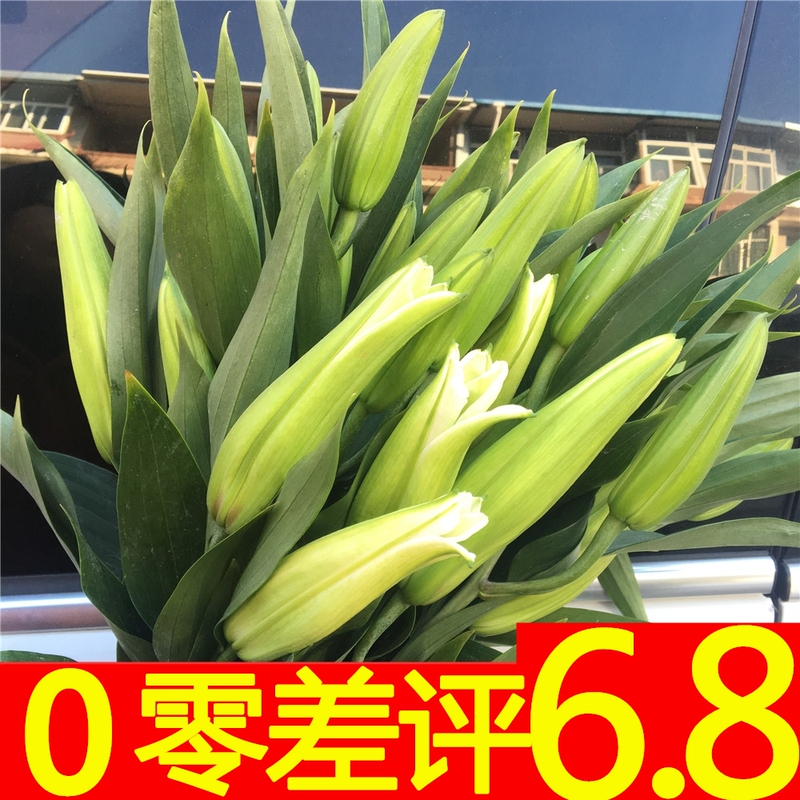 Perfume Lilies, Fresh Flowers Directly from Yunnan Base, Suitable for Water Cultivation, Home Flower Arrangements, Multi-Head Roses, Festival Flowers, Qixi Valentine's Day Flowers
