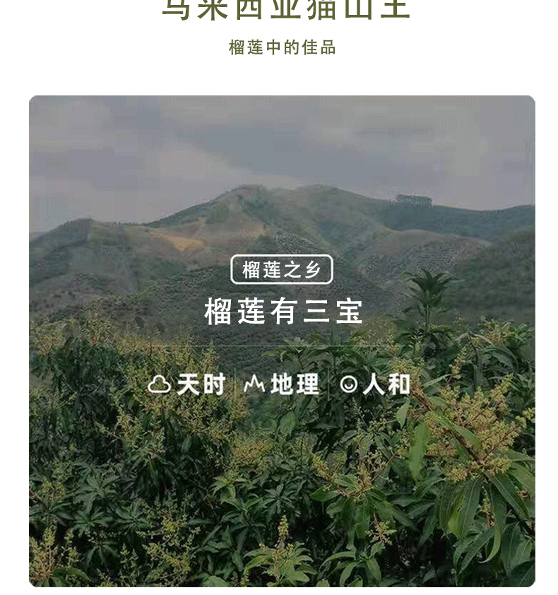 爆米花三合一专用玉米原料奶油焦糖球