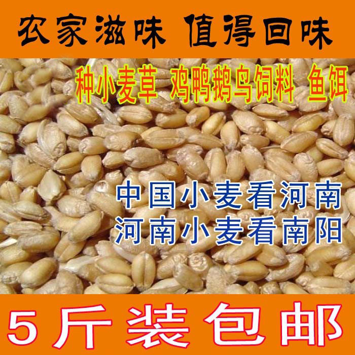 New Wheat Grain Nanyang Farmyard Wheat Grass Seed Juicing Chicken Duck Goose feed wheat seed Mcseed 5 catty