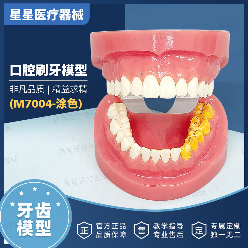 牙齿牙科标准口腔刷牙模型全口正畸拆卸树脂仿真模拟医生教学标准