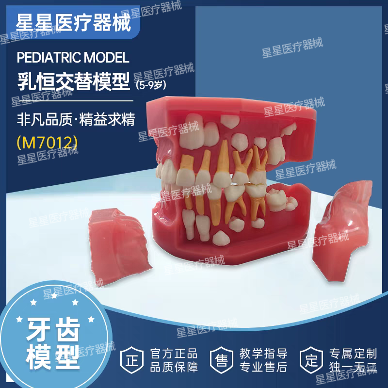 牙齿牙科乳恒交替演示模型树脂口腔牙科医生教学模具仿真模拟牙模