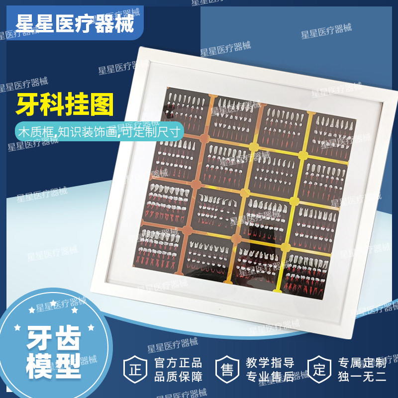 牙科挂图牙齿知识宣传画牙科诊室宣传海报牙齿结构牙体治疗装饰画