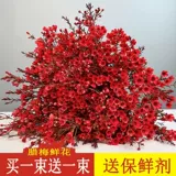 Новый год австралийский цветок австралийский сливовый цветок