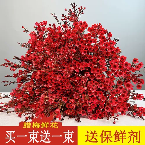 Новый год австралийский цветок австралийский сливовый цветок