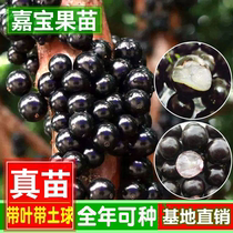 Carabao fruit tree sapling grape with leaf grafting Taiwan Four seasons early Shambo Miao famous fruit of the year