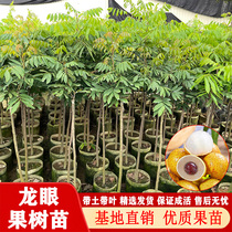 Dragon eye Miao tree grafting stone gorge dragon eye saplings Four seasons dragon eye fruit tree Miao Gui Yuanmiao South planting the years results