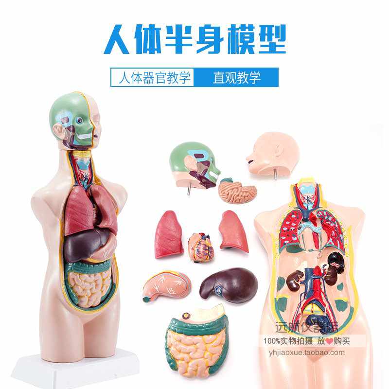 人体模型少年- Top 50件人体模型少年- 2026年6月更新- 淘宝Taobao｜天 