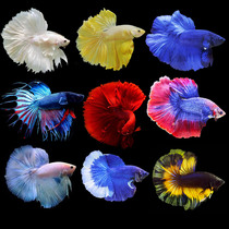 Thai Betta live fish half moon Lion King ponytail ornamental fish live pet fish tropical fish freshwater fish boutique