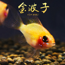 Live fish ornamental fish tropical fish ornamental fish Golden Wave fish mini parrot fish blue fish Dutch Phoenix fish