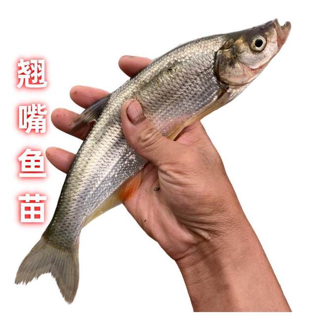 Extra large cocked-mouthed fish fry, rice-grade cocked-shell red bream,  large white fish, Chongqing cold freshwater cultured high-quality lure live  fish