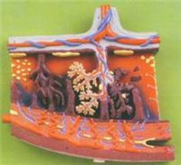胎盘组织放大模型