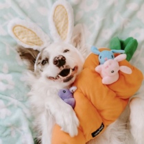 Spot mollypets* Korea ZP super large carrot bunny dog ​​food hiding educational toy