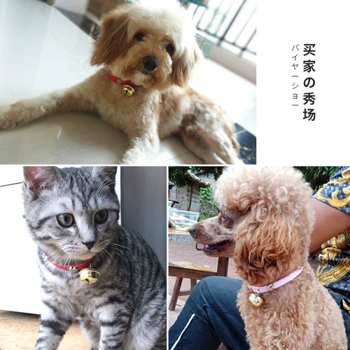 Чокер, колокольчик, ожерелье, аксессуар, кот, котенок, домашний питомец