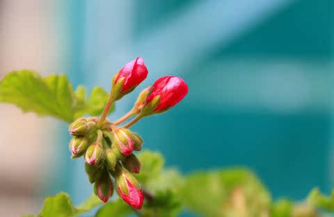 Canon EF-S 18-200MM F / 3.5-5.6 IS Ống kính Canon 18-200 chống rung hoàn toàn mới