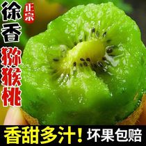 Authentic green heart kiwi Xuxiang Shaanxi Mei County kiwi fresh large fruit ready-to-eat fruit for pregnant women 5 pounds