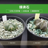 Зеленый котел Сочная почва Специальная гранулированная почвенная питание почвы.