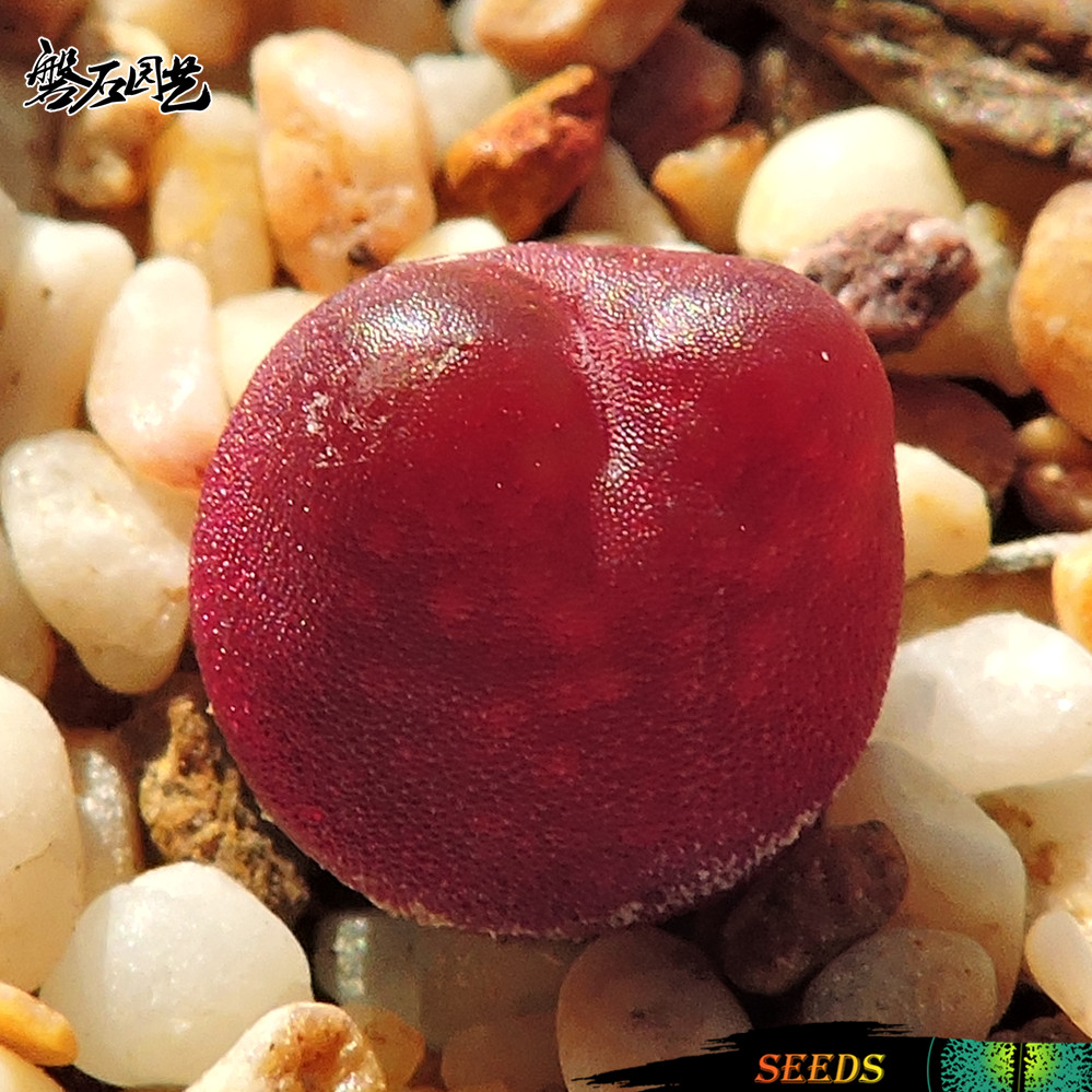 新 呂氏紅寶石肉錐花種子多肉植物種子磐石園藝 新 呂氏紅寶石肉錐花種子多肉植物種子磐石園藝