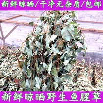 Houthouta Marchandises séchées New Goods Wild Folding Ear Root Dry Pint Fever and Damp Tea Fresh Airing Chinese Herbal Medicine 500g