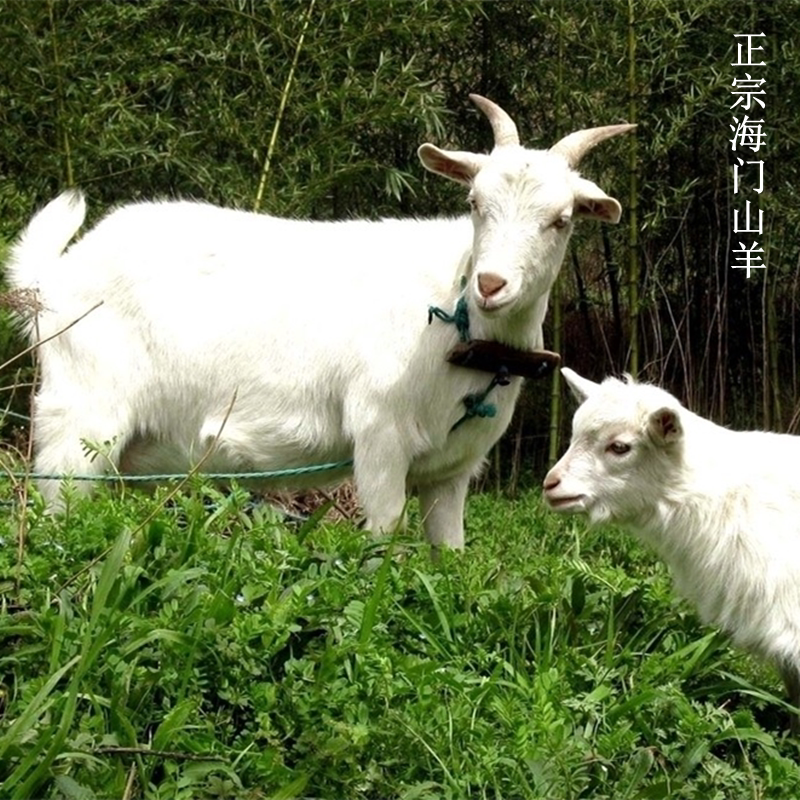 如何选择高质量的海门红烧山羊肉?-生羊排-淘宝百科网