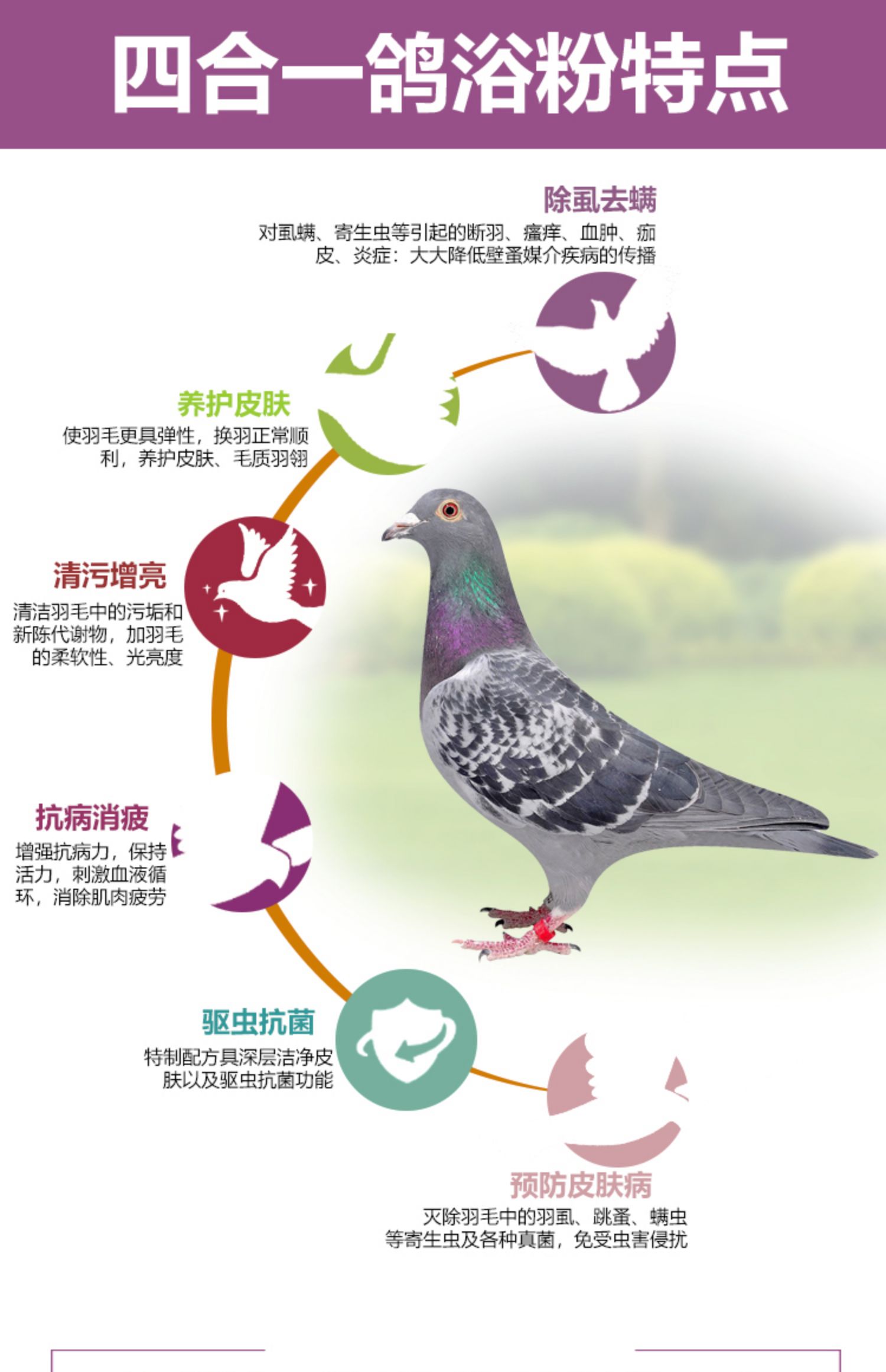 Thuốc chữa bệnh cho chim bồ câu Daquan bốn trong một loại bột tắm chim bồ câu loại bỏ bọ ve lông bọ cạp thư chim bồ câu cung cấp thuốc tắm - Chim & Chăm sóc chim Supplies lồng chim đa đa