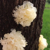Mingxin Jia Dabie Mountain Farmers Self-planted Basswood Tremella (100g)